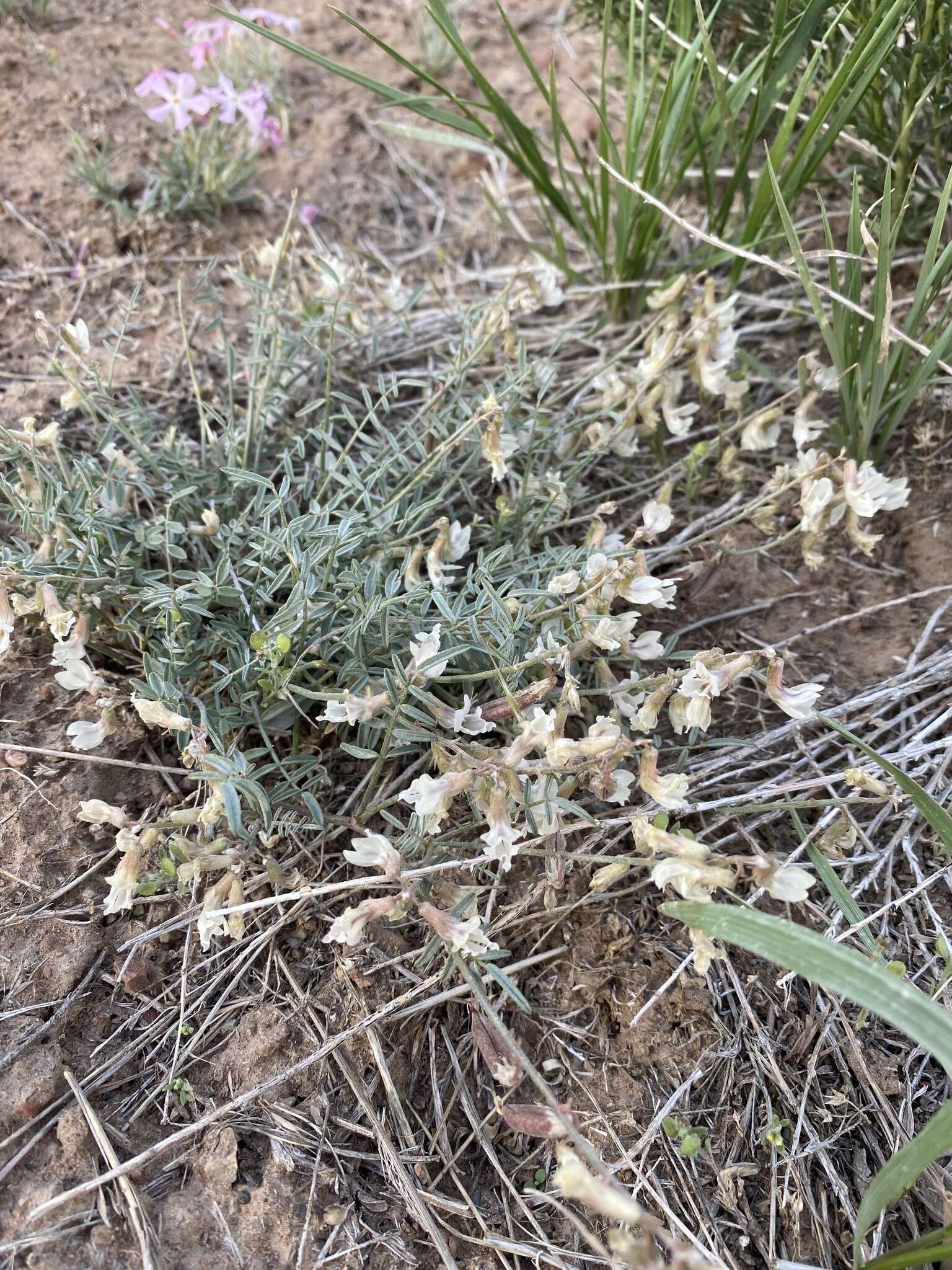 Imagem de Astragalus atratus var. atratus