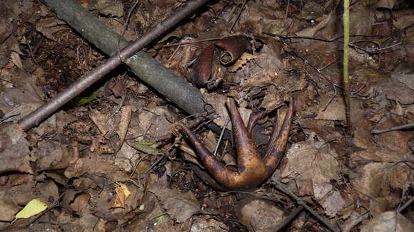 Image of Geastrum melanocephalum (Czern.) V. J. Staněk 1956