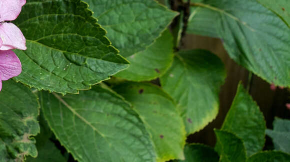 Image of Cercospora hydrangeae Ellis & Everh. 1892