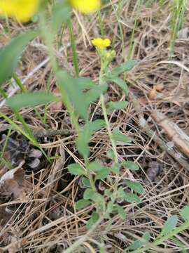 Image de Alyssum montanum subsp. gmelinii (Jord. & Fourr.) Hegi & E. Schmid