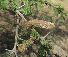 Vachellia hebeclada (DC.) Kyal. & Boatwr. resmi