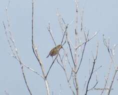 Image of Cisticola juncidis uropygialis (Fraser 1843)