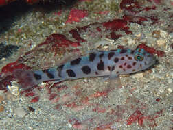 صورة Thorogobius ephippiatus (Lowe 1839)