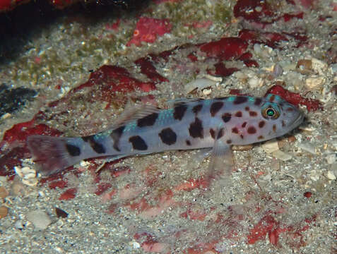 Image of Leopard-spotted Goby