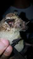 Image of Lesser Spear-nosed Bat