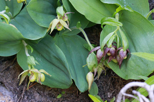 Image of Clustered lady's slipper