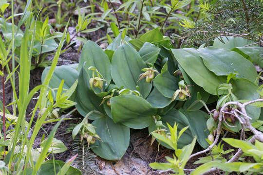 Image de Cypripedium fasciculatum Kellogg