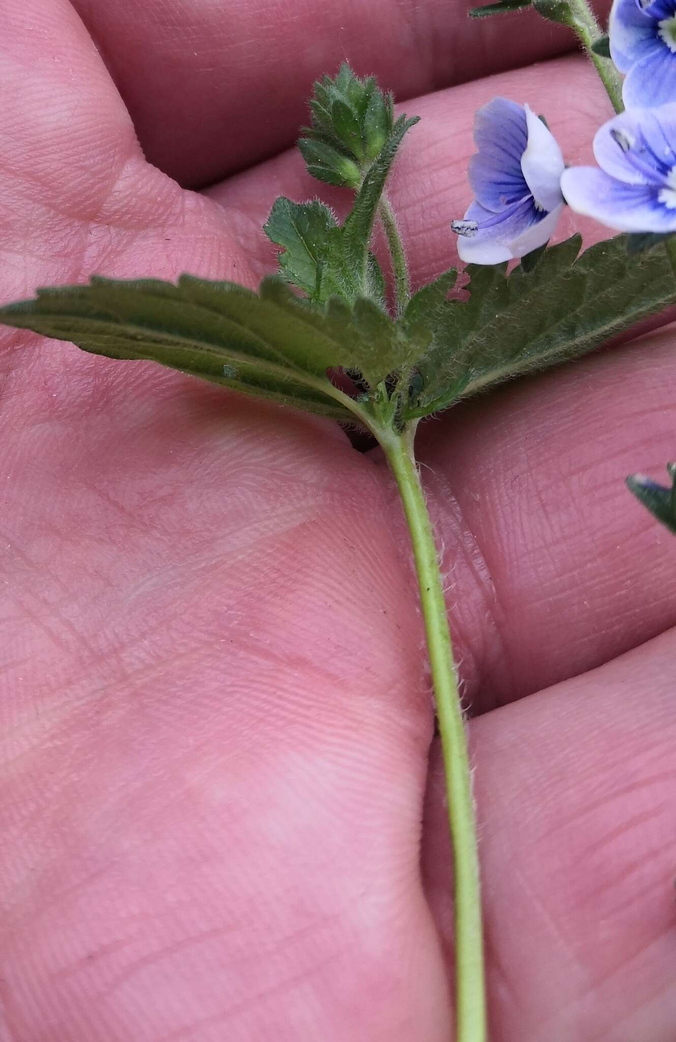 Image of Veronica vindobonensis (M. Fisch.) M. Fisch.