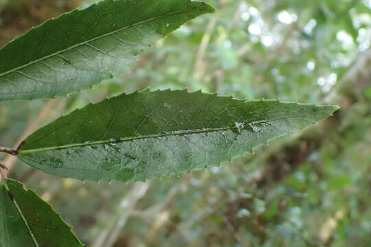 Image of Hoheria sexstylosa var. ovata (Simpson & Thomson) Allan