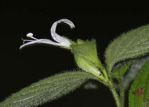 صورة Hypoestes triflora (Forssk.) Roem. & Schult.