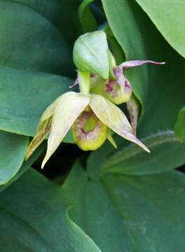 Image of Clustered lady's slipper