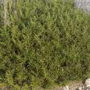 Image of Genista acanthoclada subsp. echinus (Spach) Vierh.
