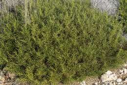 Image of Genista acanthoclada subsp. echinus (Spach) Vierh.