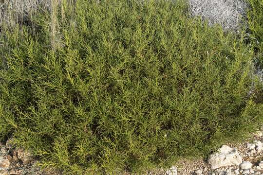 Image of Genista acanthoclada DC.