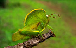 Image of Teratodes monticollis (Gray & G. R. 1832)