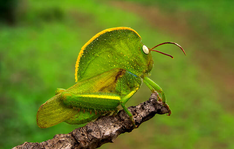 Image of Teratodes monticollis (Gray & G. R. 1832)