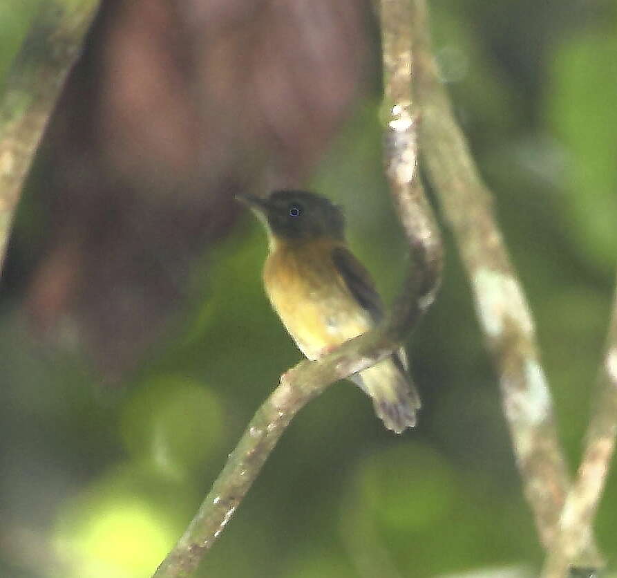 Image of White-crested Spadebill