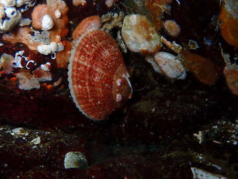 Image of Pacific pink scallop