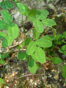 Image of violet lespedeza