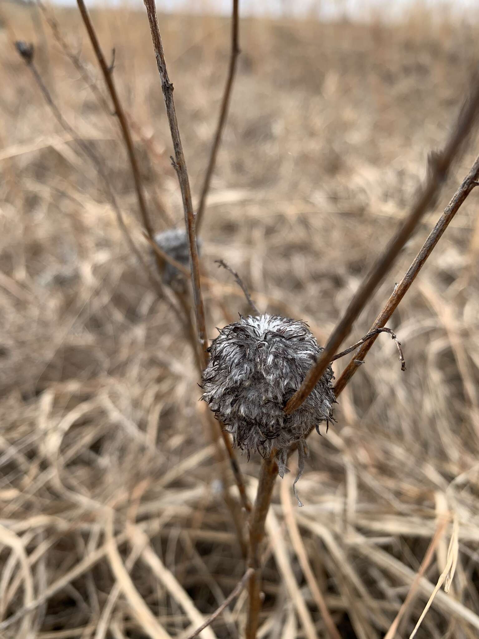 Rhopalomyia alticola (Cockerell 1890)的圖片