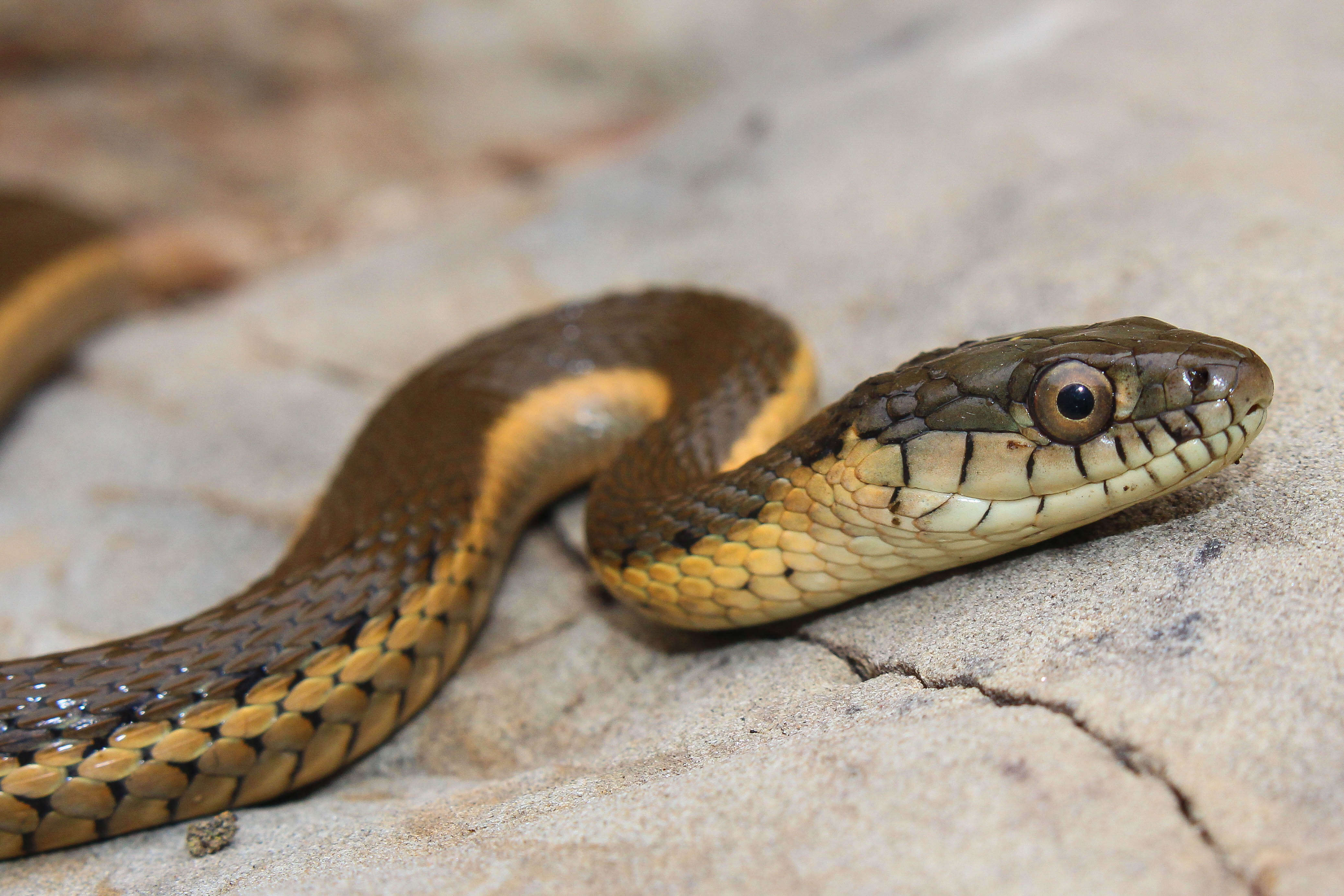 Thamnophis hammondii (Kennicott 1860) resmi