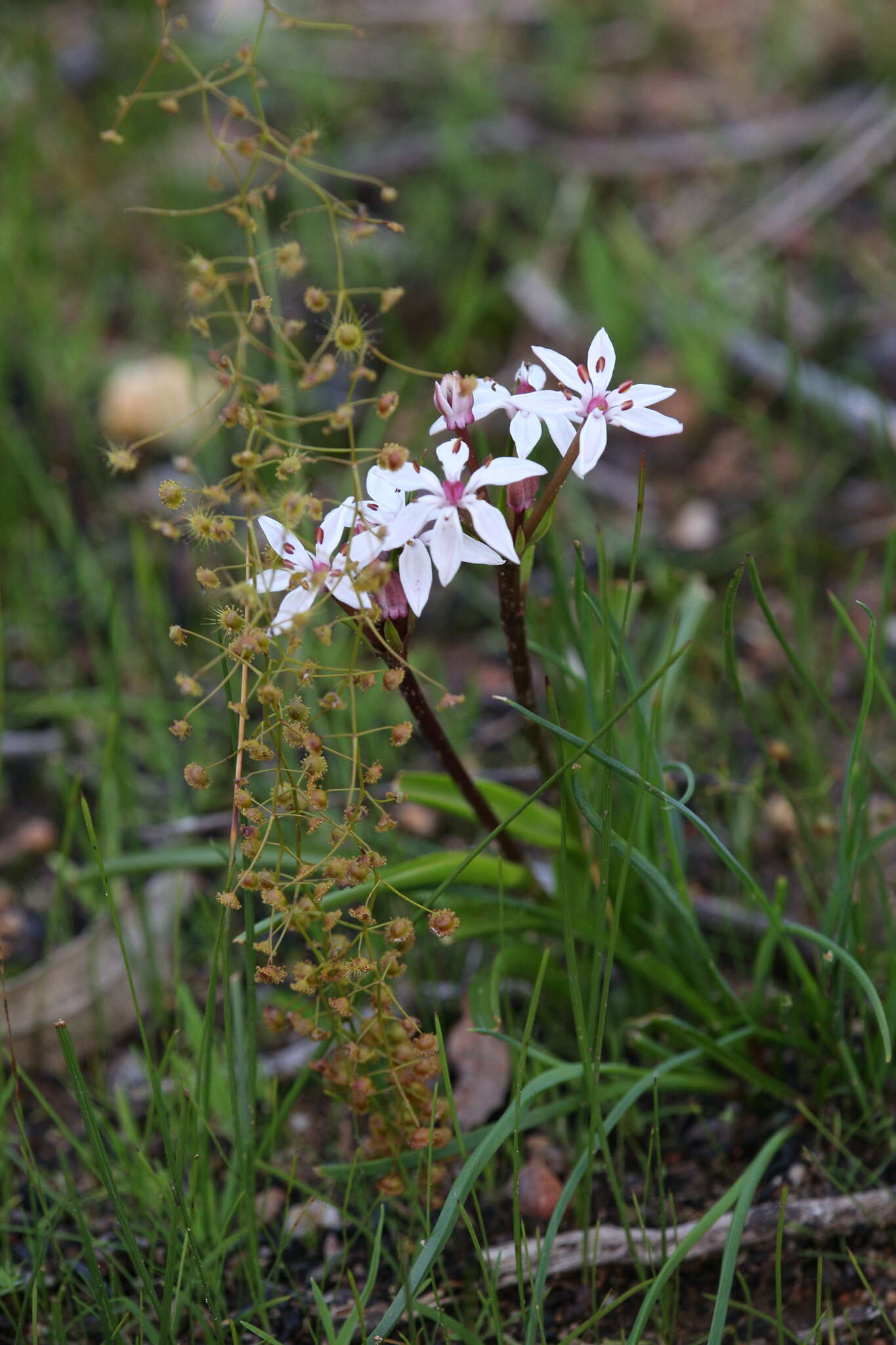 Image of Burchardia multiflora Lindl.