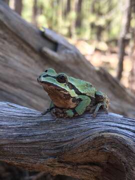 Image of Mountain Treefrog