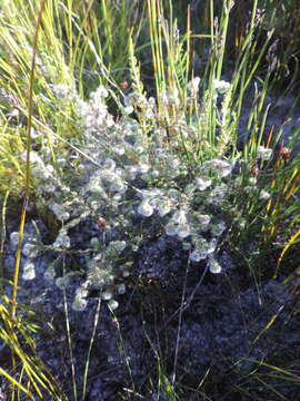 Image of Erica capitata L.