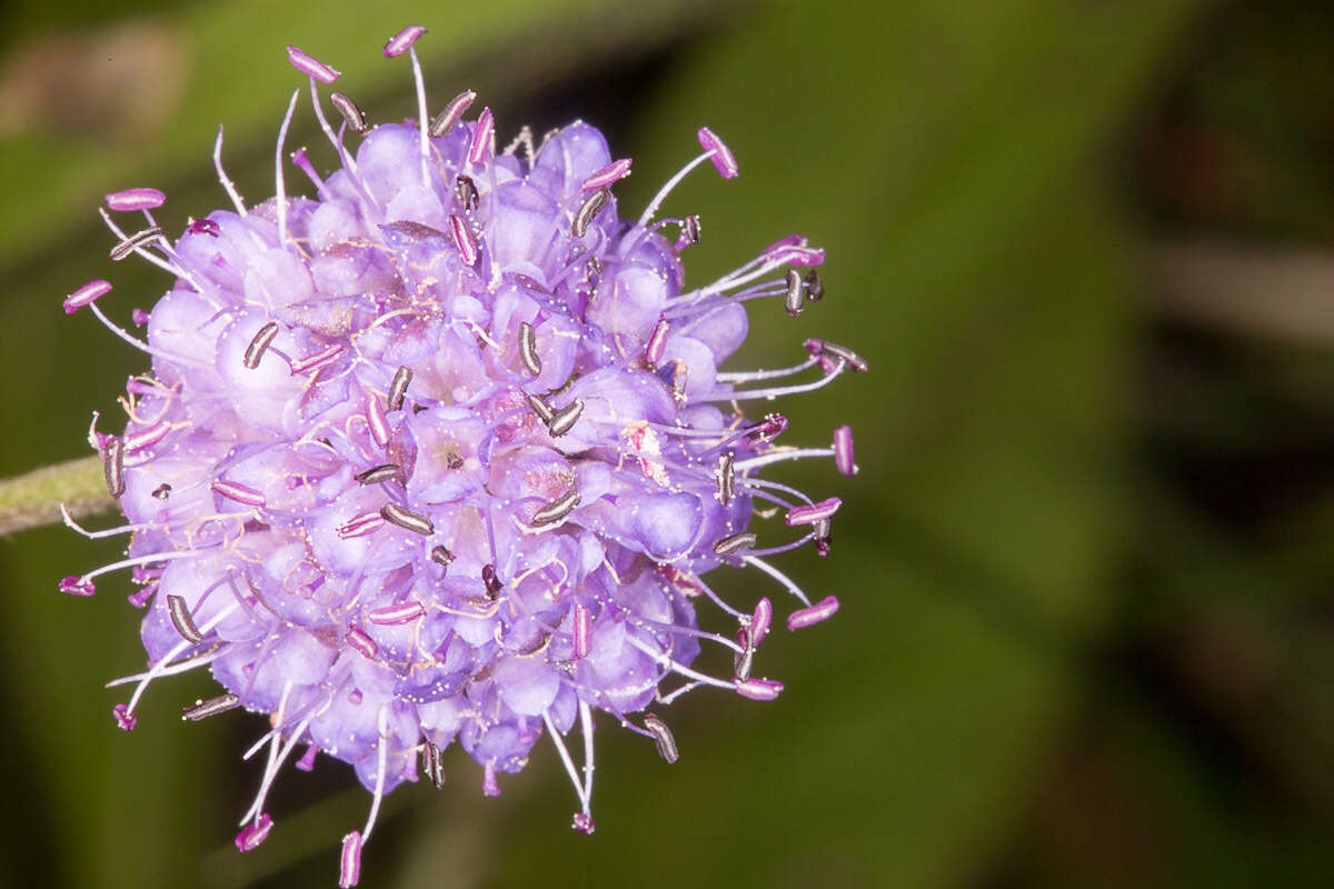 Image of Devil’s Bit Scabious