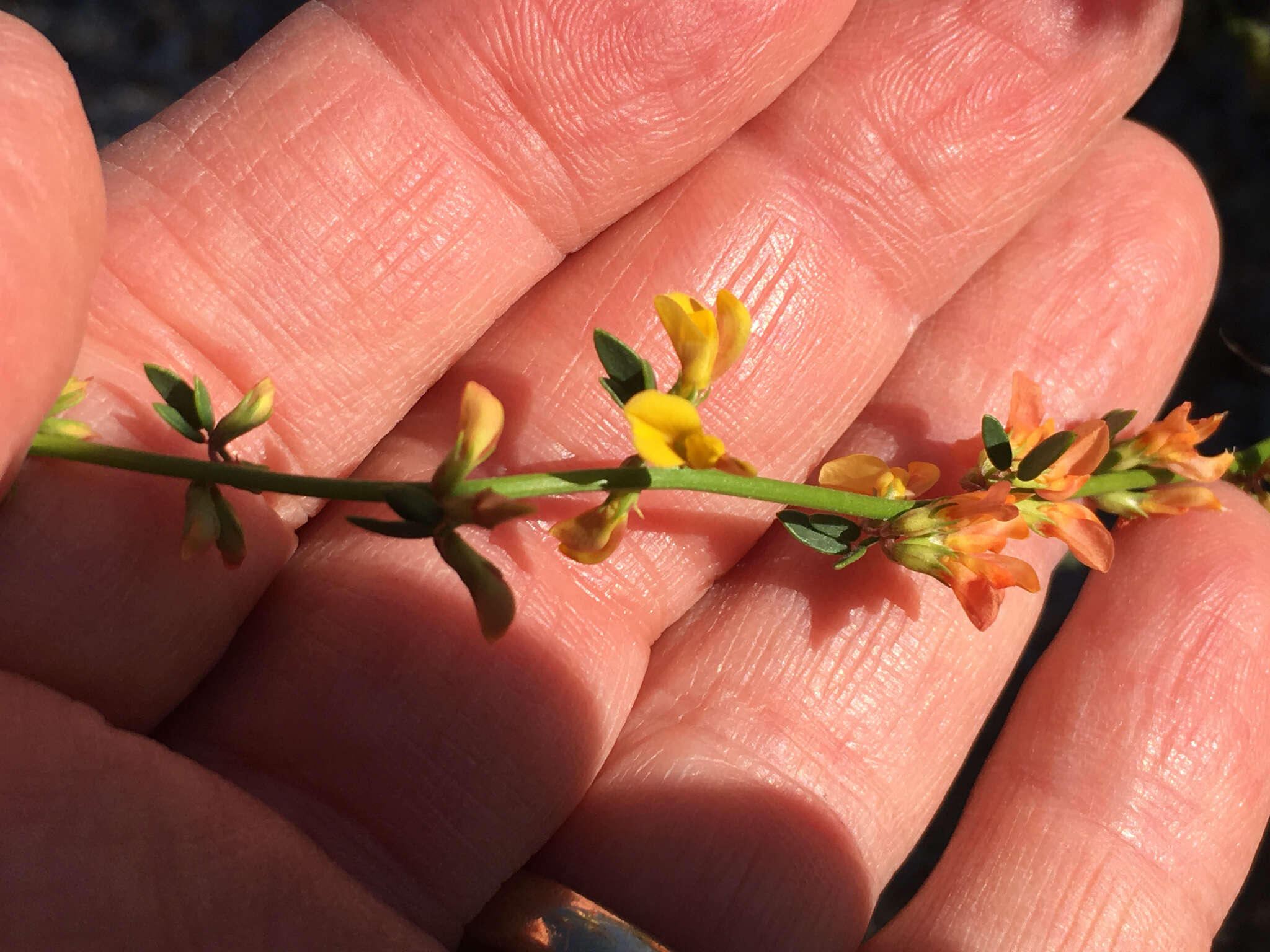 Image de Acmispon glaber var. brevialatus