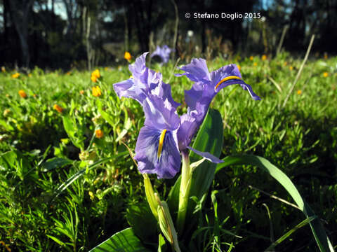 Imagem de Iris planifolia (Mill.) T. Durand & Schinz