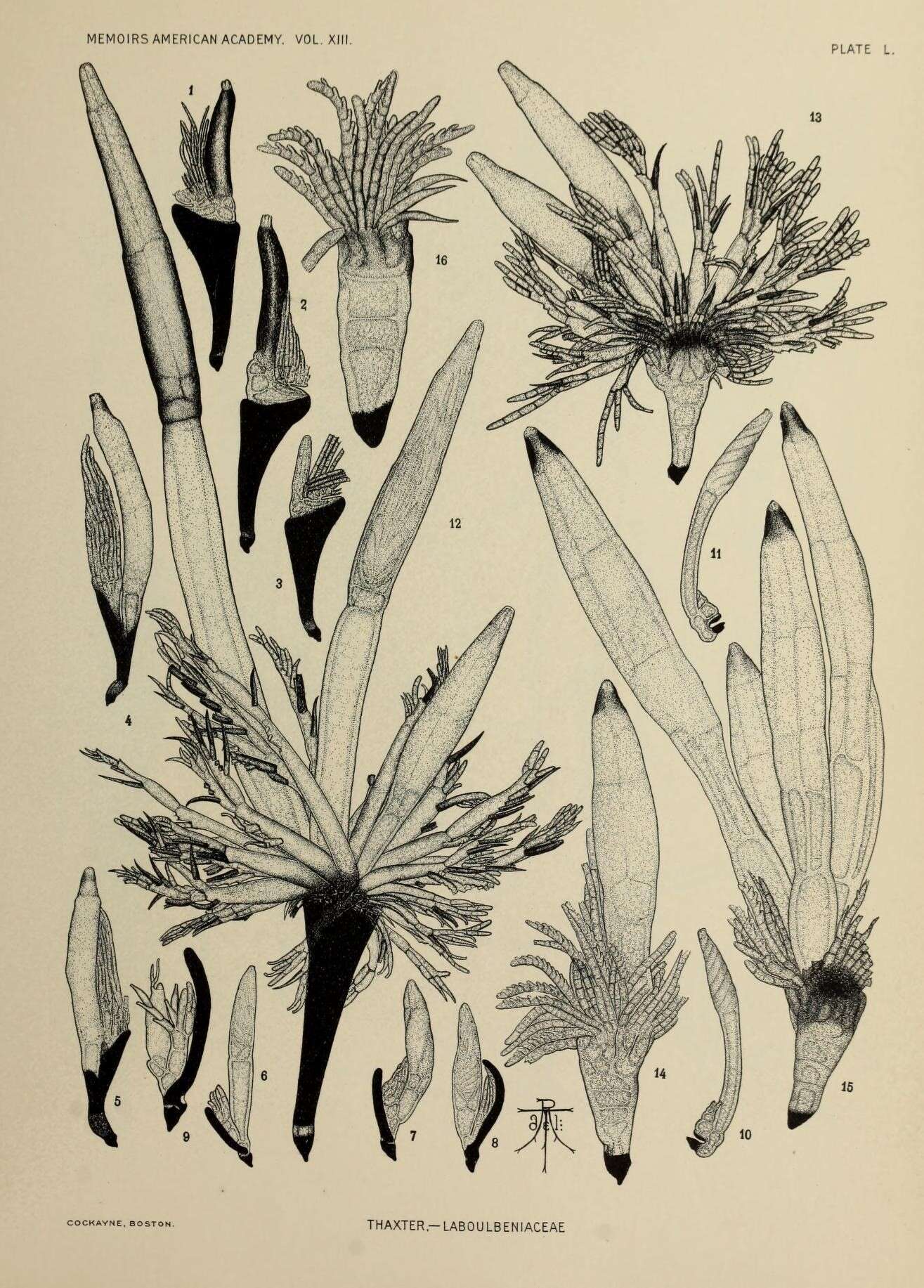 Image of Corethromyces