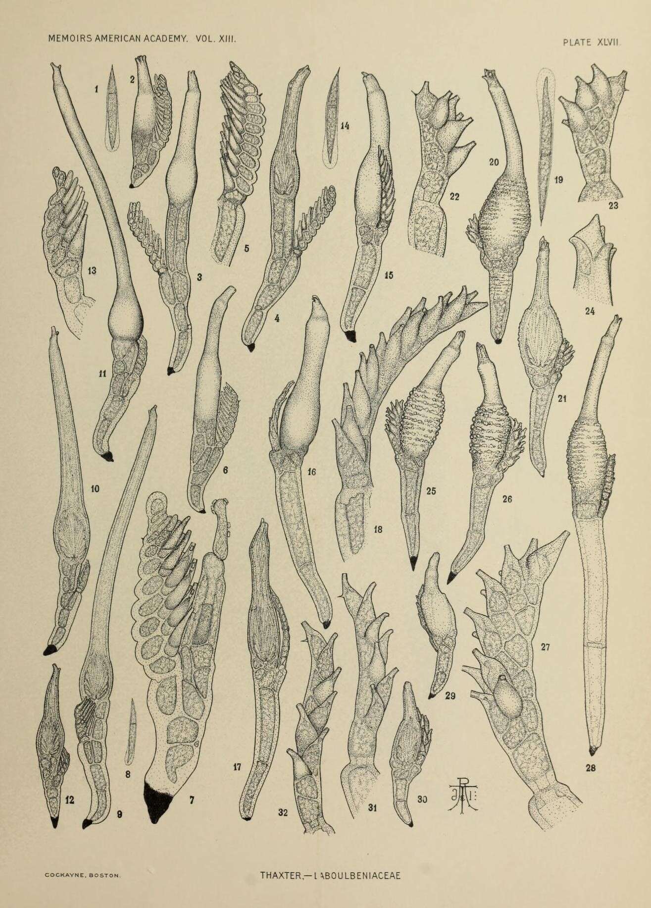 Image of Stigmatomyces