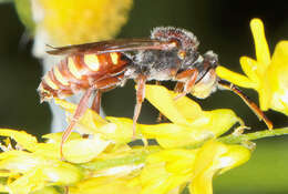 Image of Nomada articulata Smith 1854