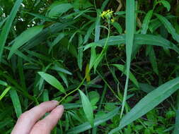 Image of treacle mustard