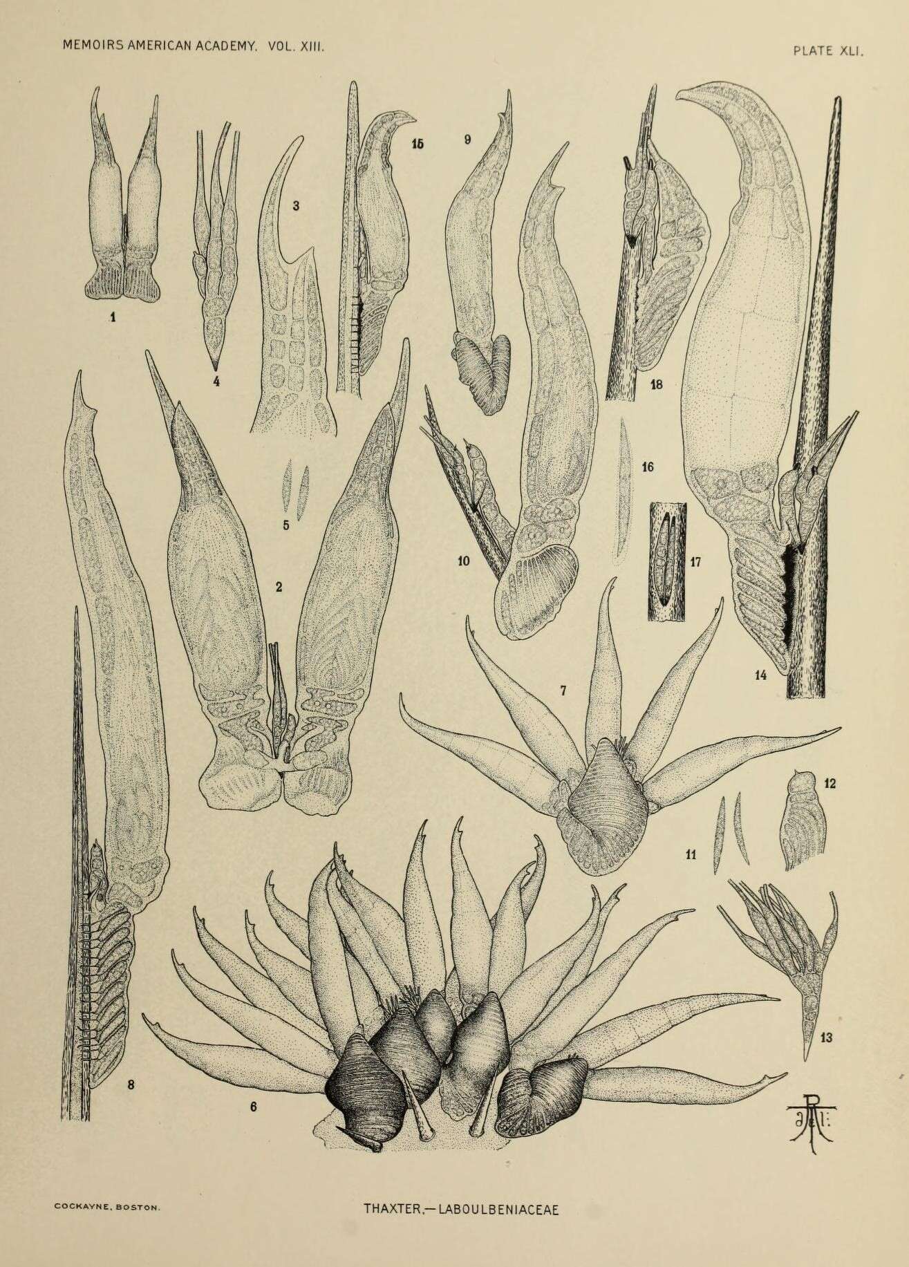 Image of Herpomycetaceae