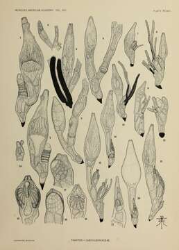 Слика од Cantharomyces