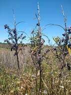 Image de Buddleja thyrsoides Lam.