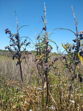 Image of Buddleja thyrsoides Lam.