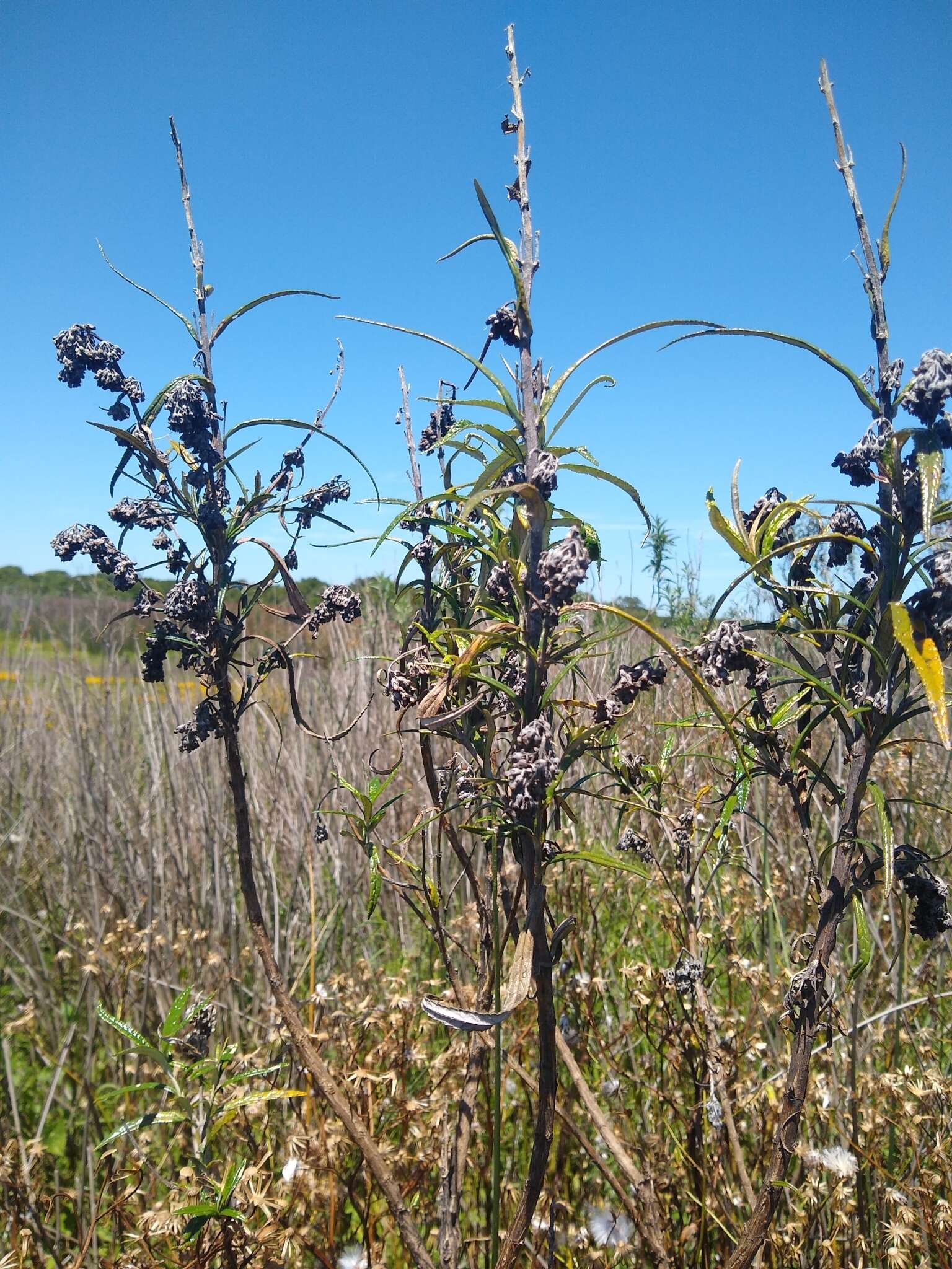 Image de Buddleja thyrsoides Lam.