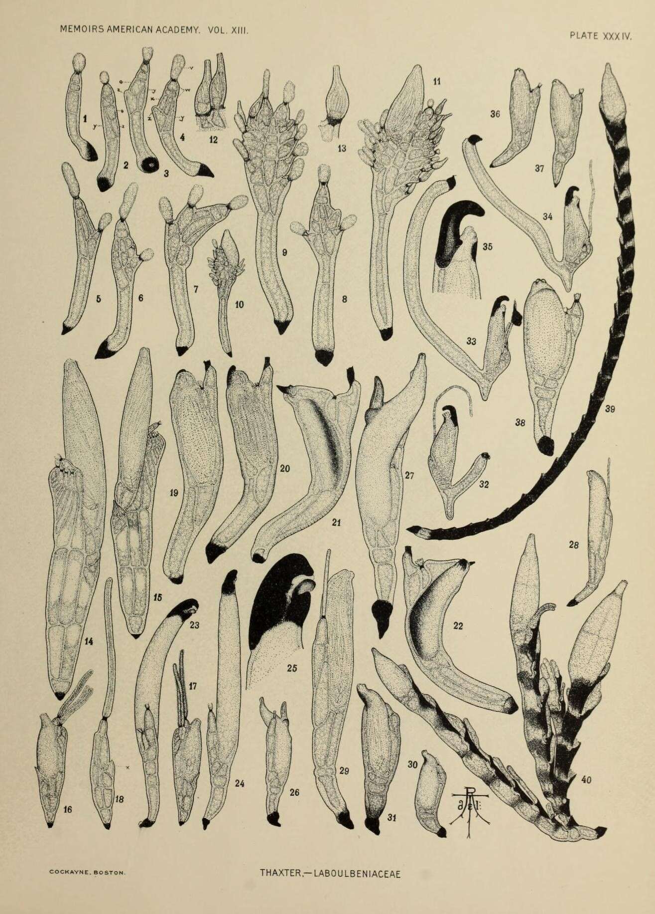 Image of Limnaiomyces