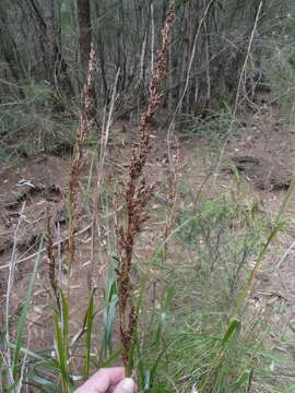 Image of Gahnia melanocarpa R. Br.