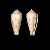 صورة Conus boutetorum Richard & Rabiller 2013