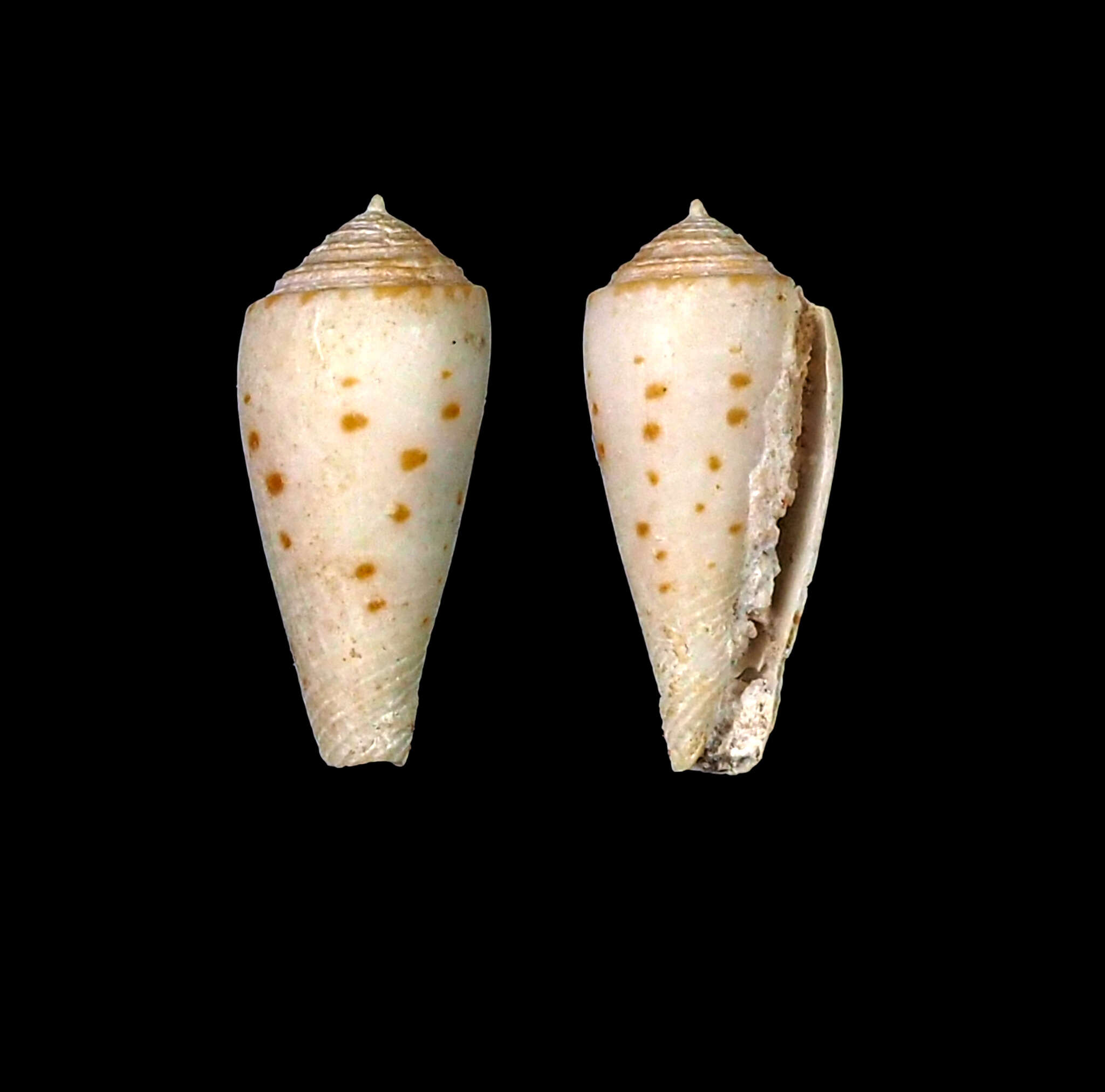 صورة Conus boutetorum Richard & Rabiller 2013