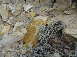 Image of Helichrysum retortum (L.) Willd.