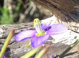 Imagem de Heliophila linearis var. linearis