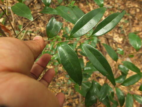 Alphonsea lutea (Roxb.) Hook. fil. & Thomson resmi