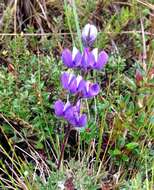 صورة Lupinus bogotensis Benth.