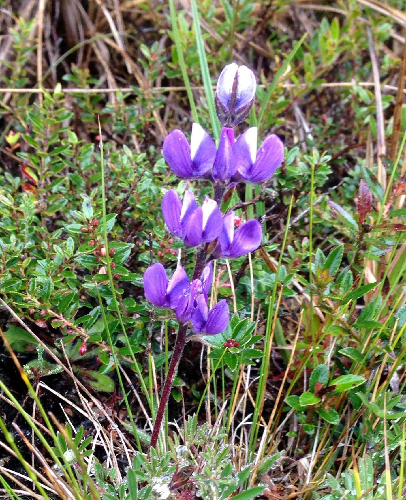 صورة Lupinus bogotensis Benth.