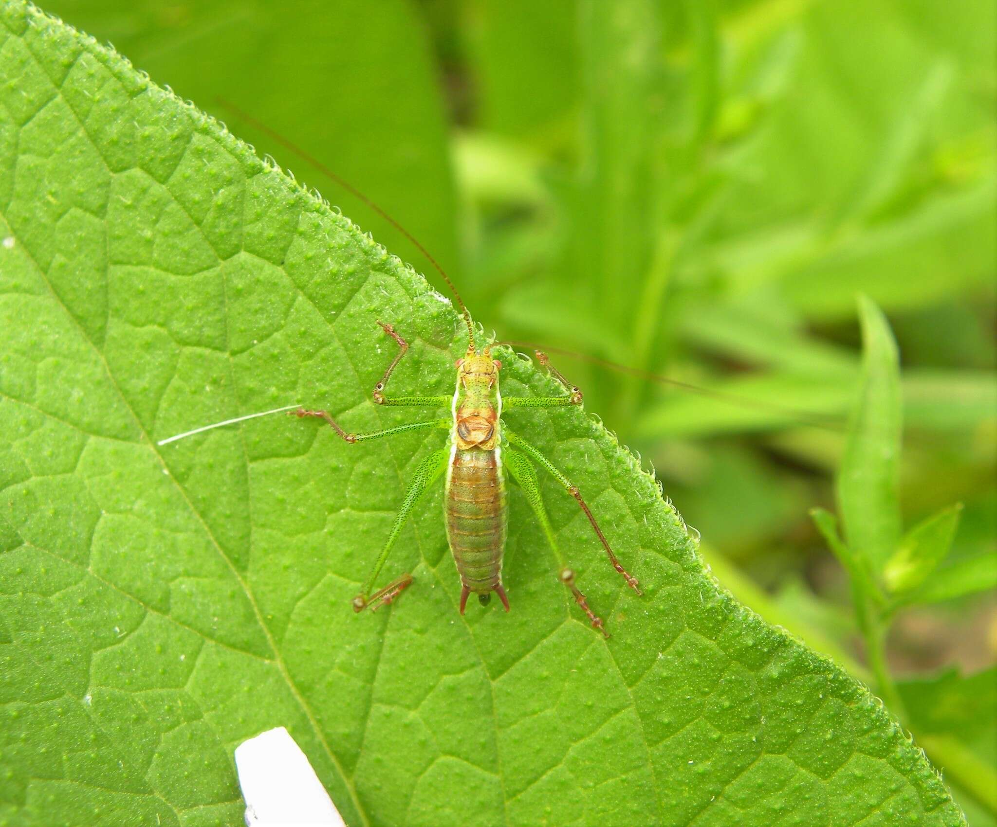 Image of striped bush-cricket